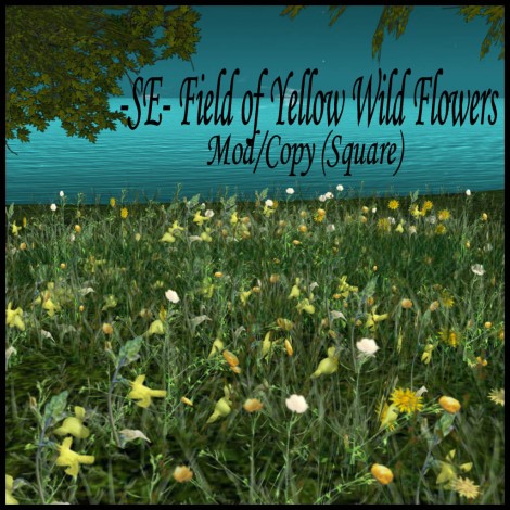 -SE- Field of Yellow Wild FlowersPIC